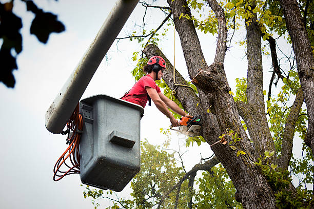 Best Tree and Shrub Care  in Northfield, NJ